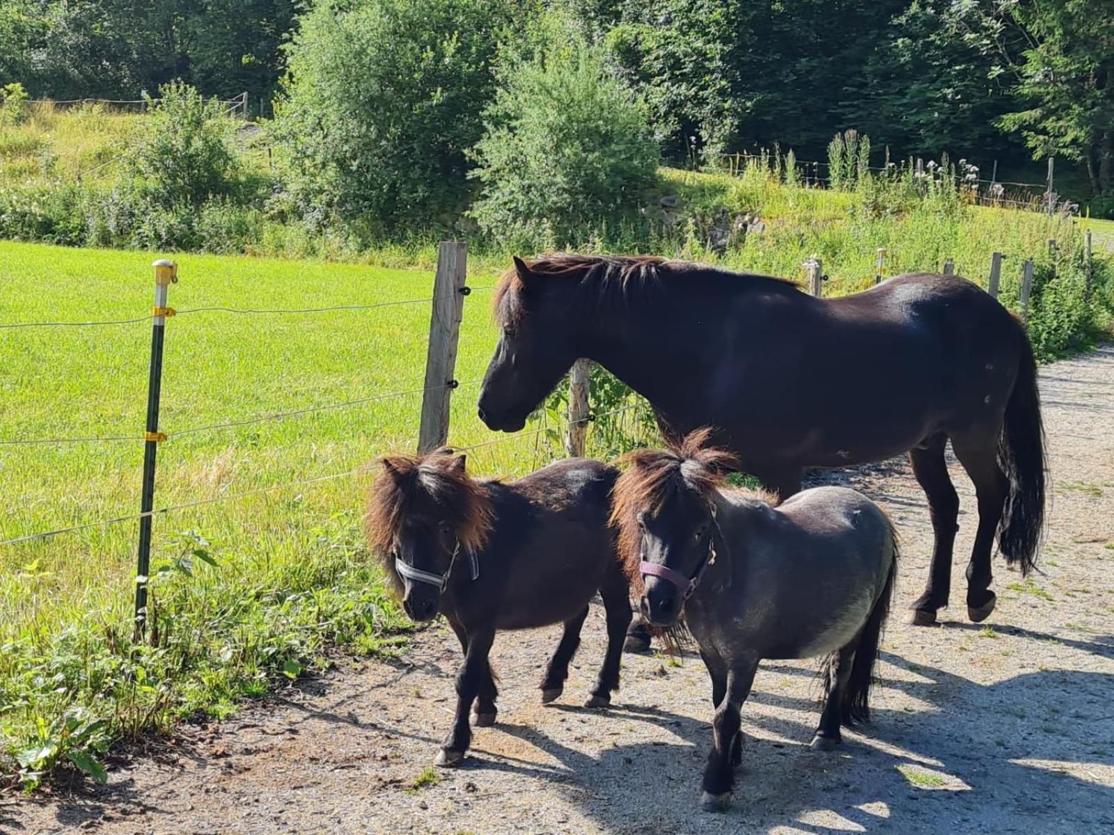 Apartmán Obermuehlhof Saalfelden Exteriér fotografie